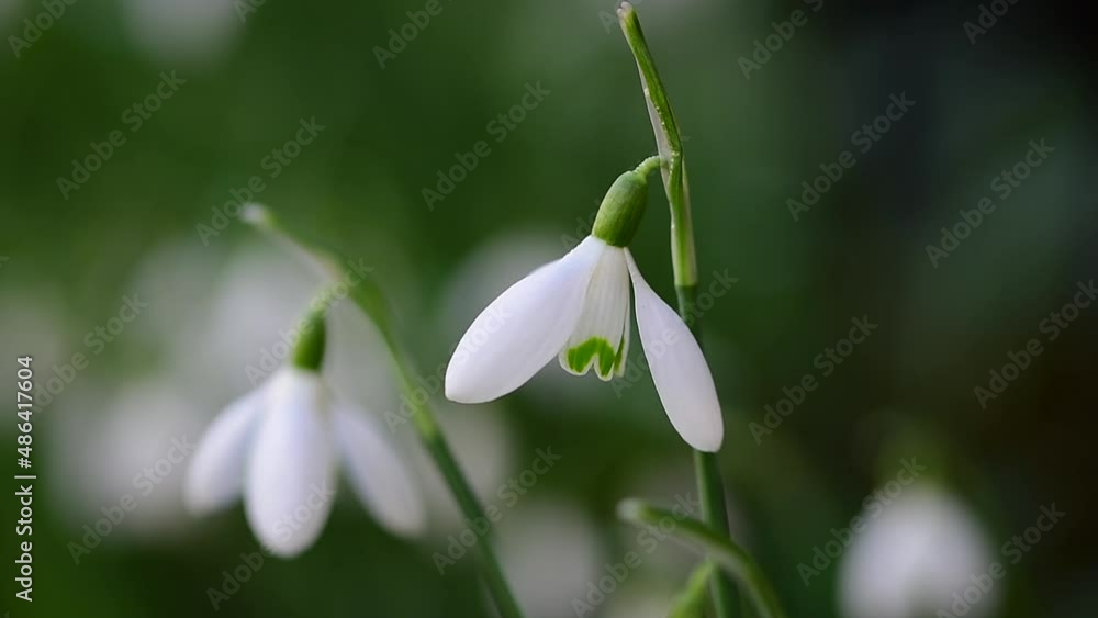 Snowdrop blowing in the wind close up blurred background Snowdrop blowing in the wind close up blurred background