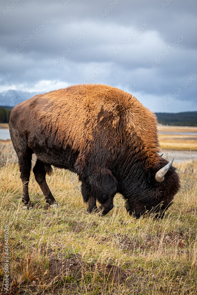 American bison walking and eating dry grass.