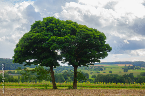 Baum in fränkischer Landschaft
