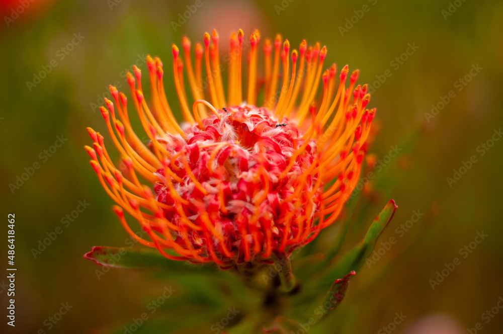 red and yellow flower