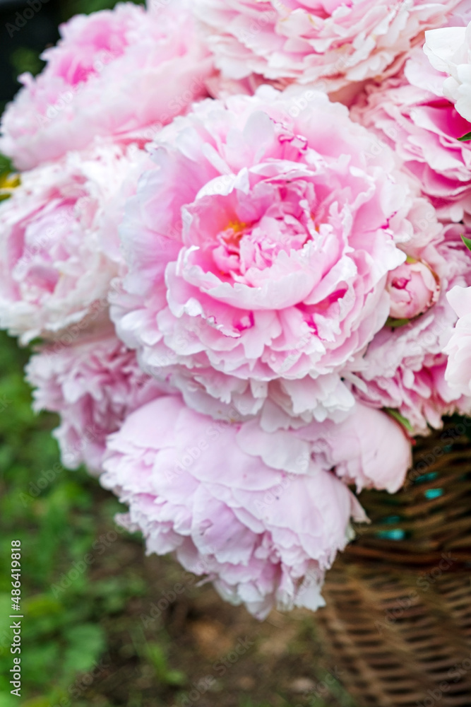 Fototapeta premium pink peonies in the basket