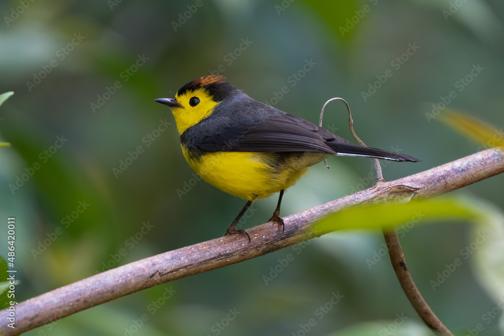 Yellow and red songbird Collared Redstart, Myioborus torquatus, sitting on the big leave in Savegre, Costa Rica Yellow and red songbird Collared Redstart, Myioborus torquatus, sitting on the big leave in Savegre, Costa Rica