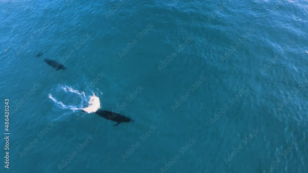 4K Aerial of two dolphins playing in the sea. Top drone shot, following the two.
Praia Grande, Sintra, Portugal 4K Aerial of two dolphins playing in the sea. Top drone shot, following the two.
Praia Grande, Sintra, Portugal