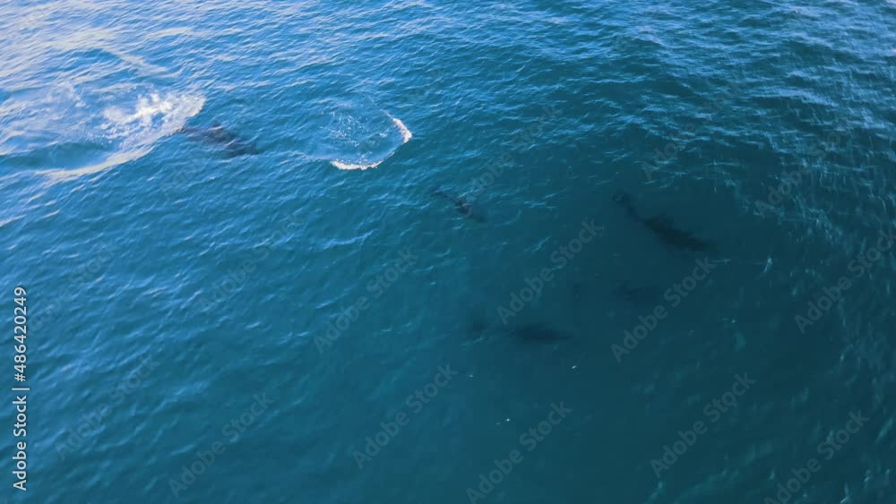 4K Aerial of a family of 5 dolphins swimming next to each other in the ocean. Top view drone shot.
Praia Grande, Sintra, Portugal 4K Aerial of a family of 5 dolphins swimming next to each other in the ocean. Top view drone shot.
Praia Grande, Sintra, Portugal