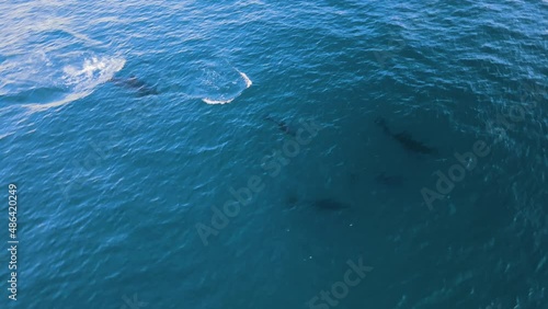 Wallpaper Mural 4K Aerial of a family of 5 dolphins swimming next to each other in the ocean. Top view drone shot.
Praia Grande, Sintra, Portugal Torontodigital.ca