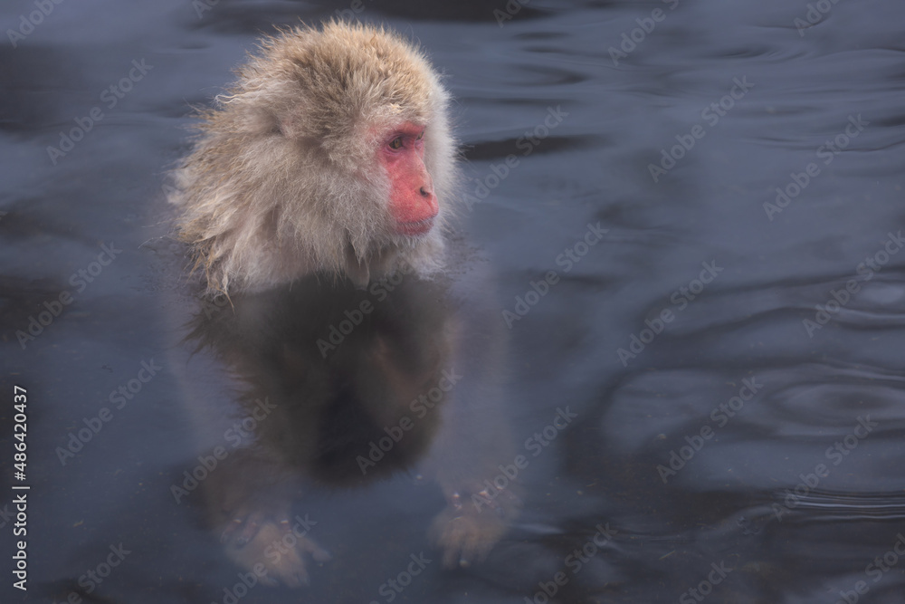 Fototapeta premium Monkey in the hot spring