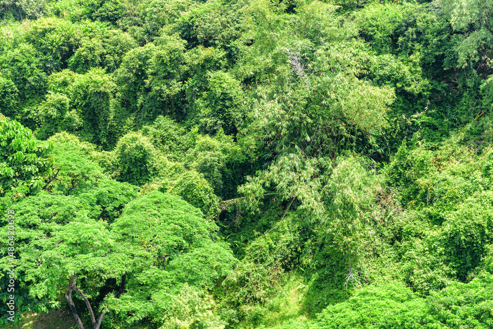 Top view of tropical forest. Green foliage of rainforest. Top view of tropical forest. Green foliage of rainforest.