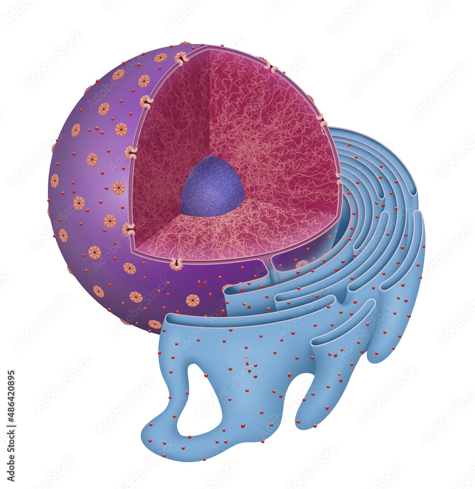 Nucleo