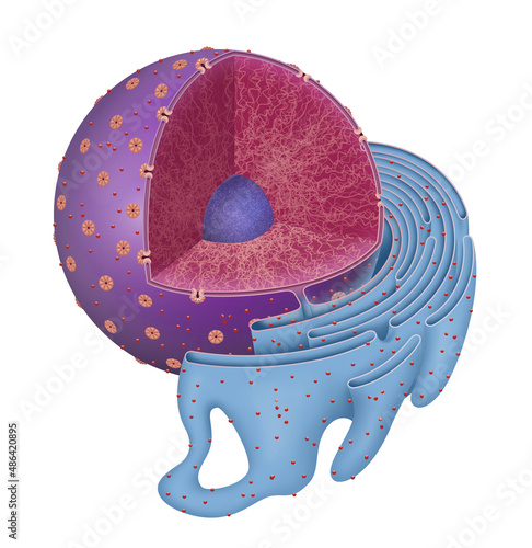 Structure of Nucleus and Rough endoplasmic reticulum. photo