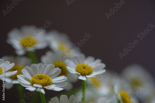 Bouquet of daisies is a white-yellow tenderness of nature.