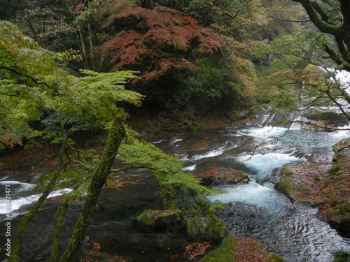 A scene of the entrance to Kikuchi-keikoku Gorge in autumn in Kumamoto Prefecture in Japan 日本の熊本県にある秋の菊地渓谷入り口付近の秋の紅葉風景