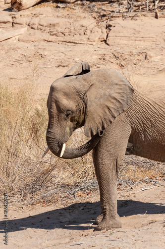 Closeup of an African Desert Elephant - Loxodonta Africana- wandering in the desert in North Western Namibia.