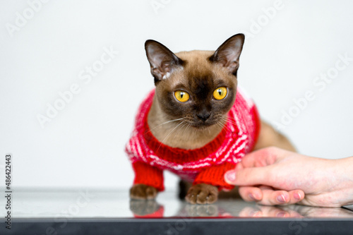 Fototapeta Naklejka Na Ścianę i Meble -  Burmese cat is dressed in knitted warm clothes, sweater, hat, scarf