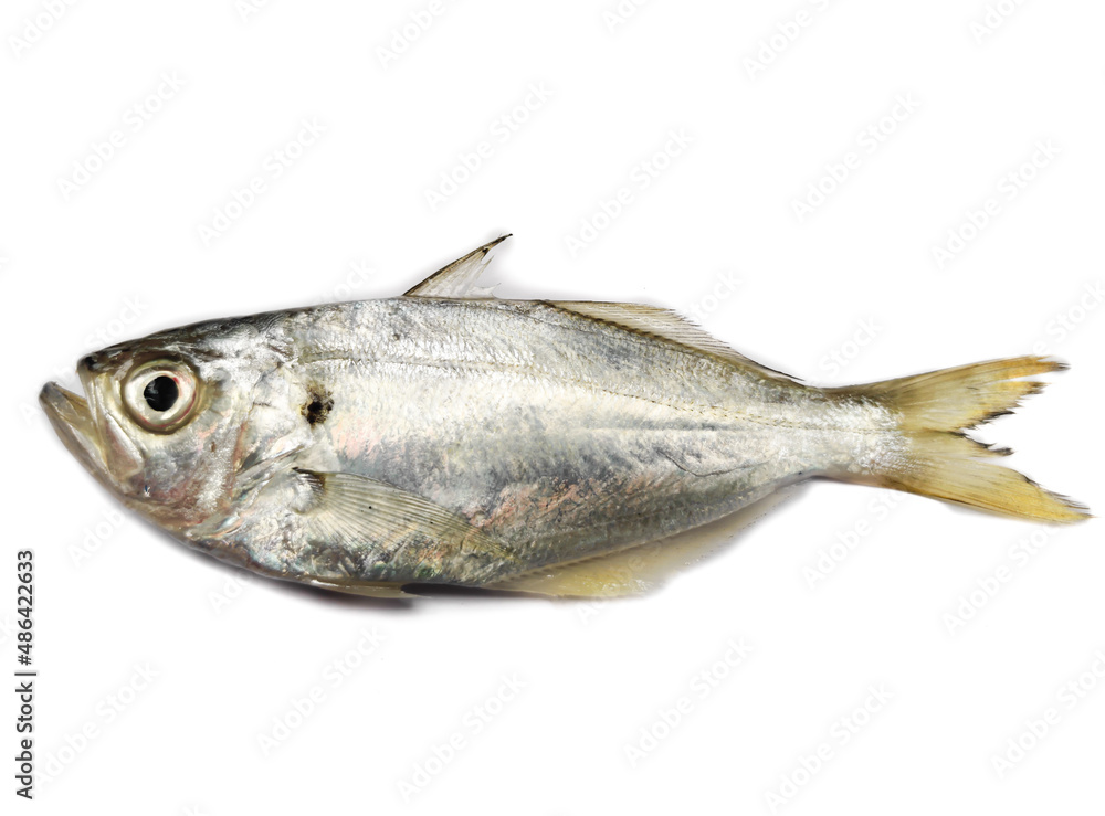 selective focus of fresh White Fish,False Trevally isolated on a white background. selective focus of fresh White Fish,False Trevally isolated on a white background.