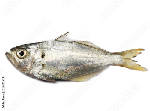 selective focus of fresh White Fish,False Trevally isolated on a white background.