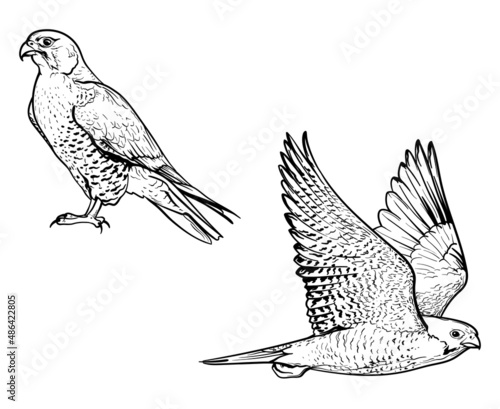 Sketch of falcon. Vector illustration of birds, isolated on white background.