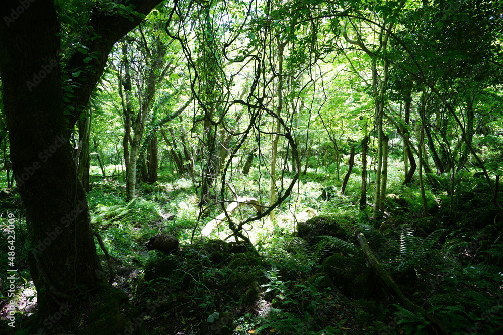 Fototapeta premium thick wild forest with vines and moss