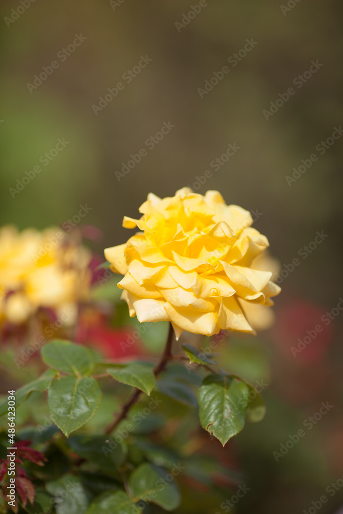 Beautiful yellow rose blooms in a summer park Beautiful yellow rose blooms in a summer park