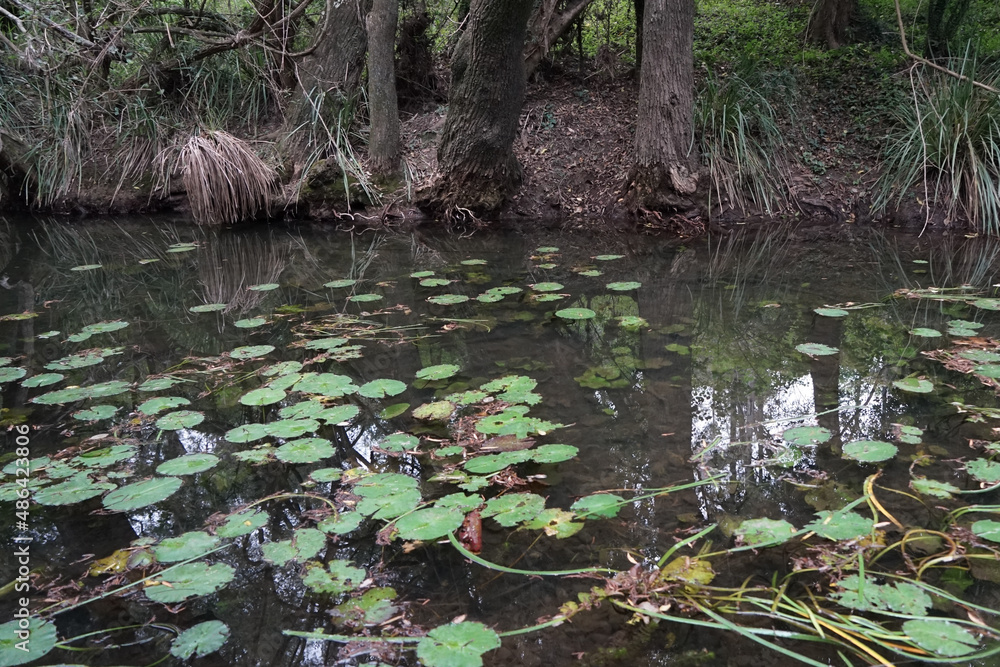 Water lilies growing in a pond the still waters of a creek Water lilies growing in a pond the still waters of a creek