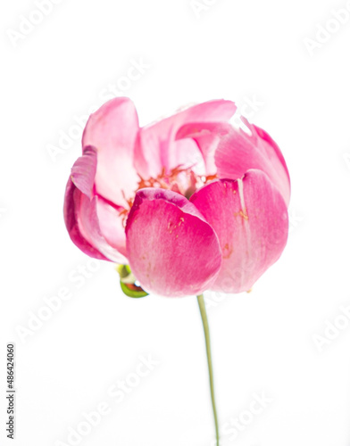 pink peony on the white background