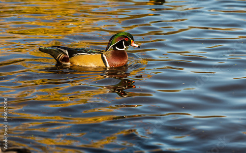 Male Wood Duck (Aix sponsa) in his magnificent breeding colors swimming in waters colored by beautiful fall colors.
