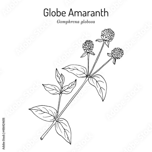 Globe amaranth, or makhmali Gomphrena globosa , edible and medicinal plant