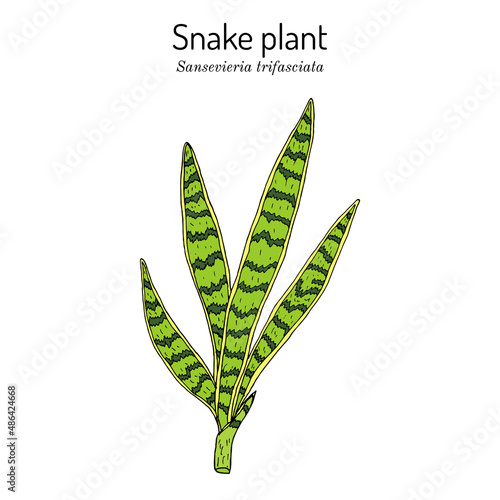 Snake plant or mother-in-laws tongue Dracaena trifasciata , ornamental and medicinal plant