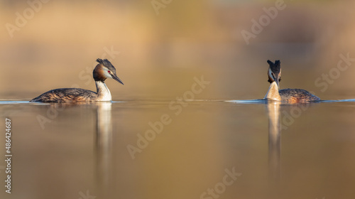 Great Crested Grebe - Podiceps cristatus - pair of birds at the little lake 