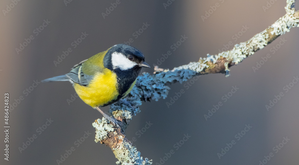 Obraz premium Great tit - Parus major - in winter at a wet forest
