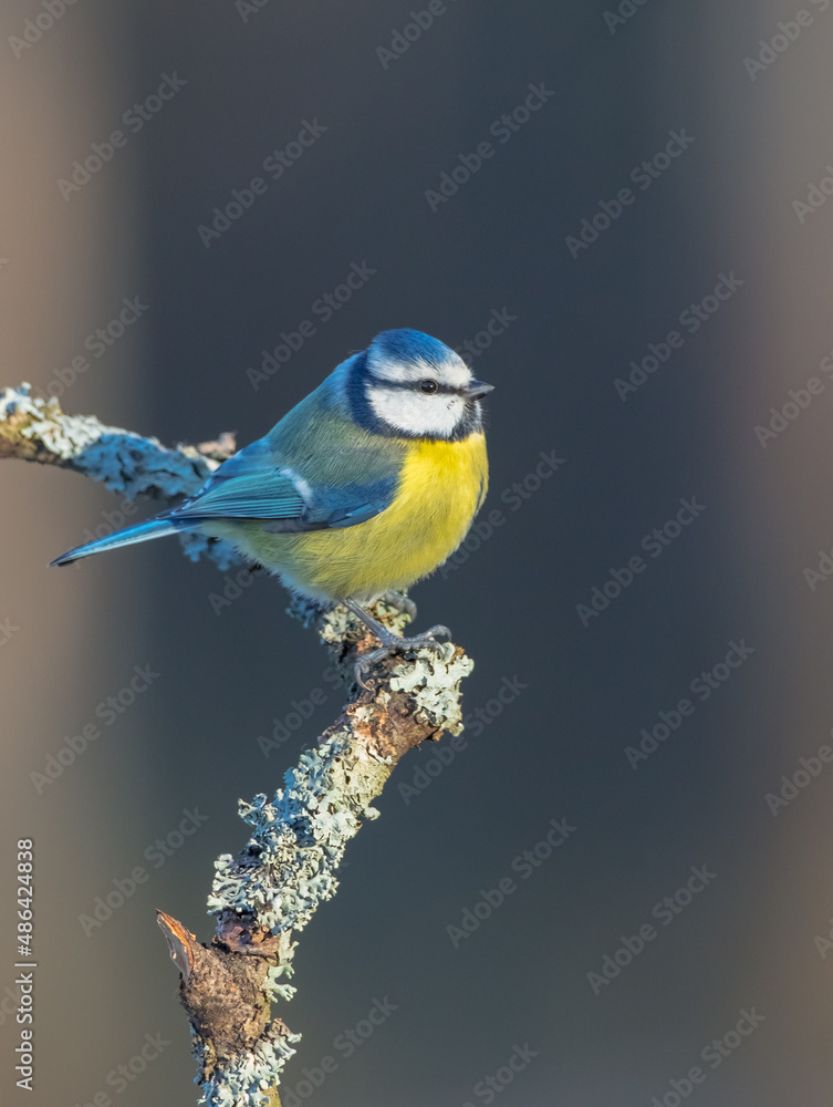 Obraz premium Eurasian Blue Tit - Cyanistes caeruleus - at a wet forest in winter