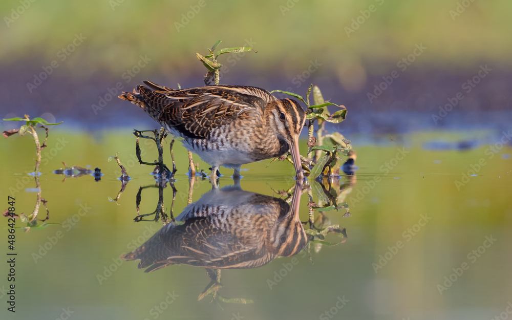 Fototapeta premium Common snipe - Gallinago gallinago - feeding at a wetland in summer
