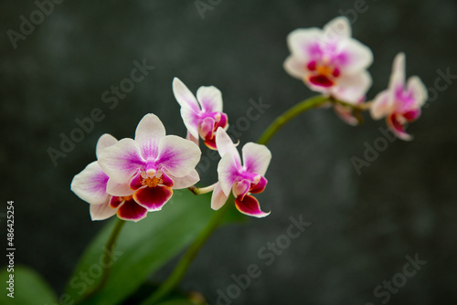 pink orchids flowers on dark. Soft focus. Floristic colorful abstract  background