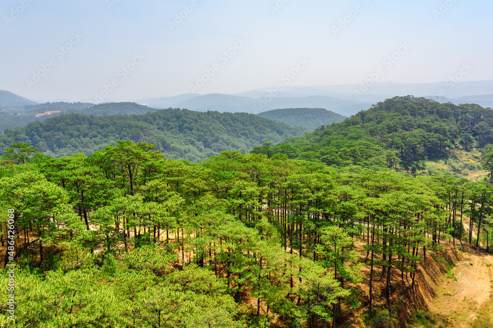Aerial view of evergreen pine woods around Da Lat, Vietnam
