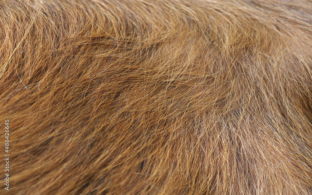 Cow fur close up. Close-up of a cow's wool Cow fur close up. Close-up of a cow's wool