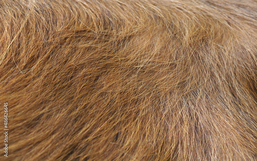 Cow fur close up. Close-up of a cow's wool