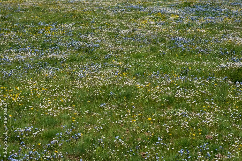 Beautiful blooming flowers with mountains and cloudy sky on background. Spring on Assy plateau. Beautiful blooming flowers with mountains and cloudy sky on background. Spring on Assy plateau.