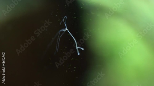 Hydra mounted on aquarium glass showing asexual reproduction with bud growing on lower body. photo