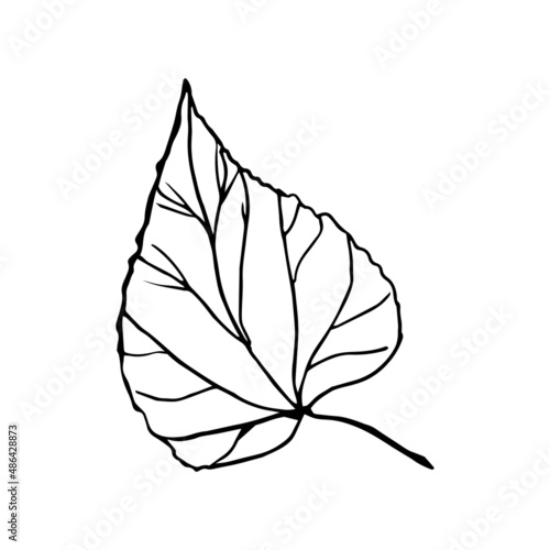Autumn leave: alder, Linden. Hand-drawn doodle illustration for adult coloring books