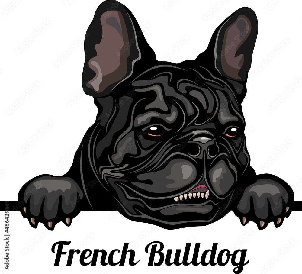 French bulldog zeichnung -  Schweiz