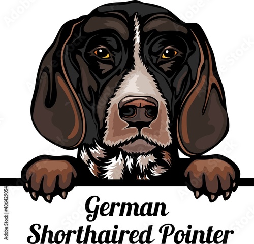 German Shorthaired Pointer - Color Peeking Dogs - dog breed. Color image of a dogs head isolated on a white background