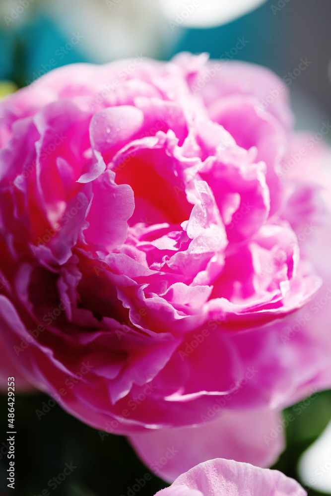 Obraz premium Close-up of delicate pink flower petals of peony with water drops, sensuality and femininity concept, spring flowers