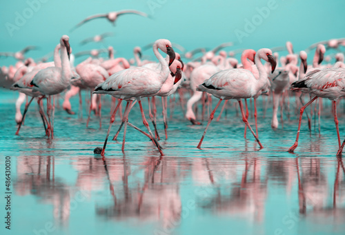 Wild life. Flock of pink african flamingos walking around the blue lagoon on the background of bright sky