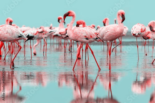 Wild life. Flock of pink african flamingos walking around the blue lagoon on the background of bright sky