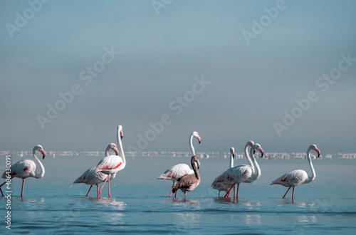 Wild african bird. Flock of pink african flamingos walking around the blue lagoon on the background of bright sky on a sunny day.