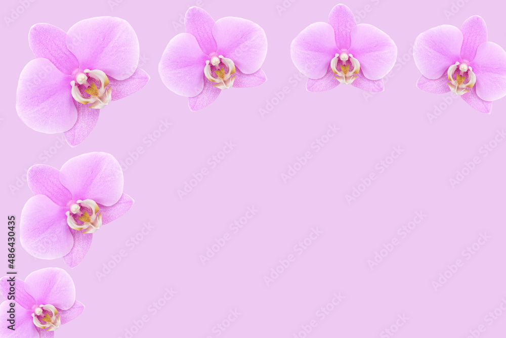Beautiful flowers composition. Pink orchid frame. Canvas, pink orchid flower on pastel pink background. Valentines Day, Happy Women's Day, copy space.