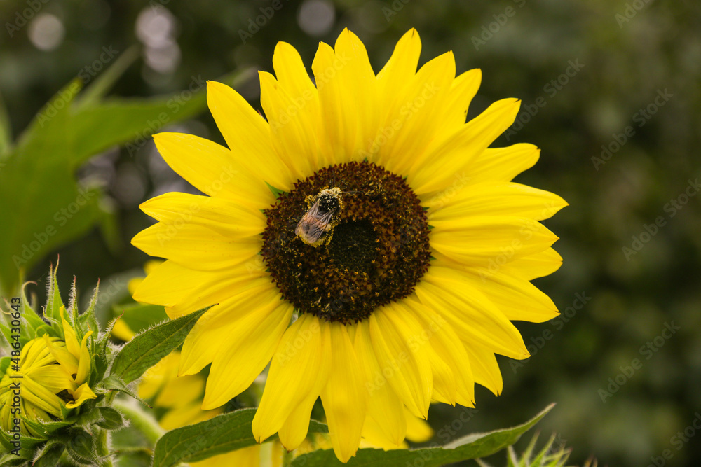Fototapeta premium Leuchtende Sonnenblume mit Biene voller Pollenstaub