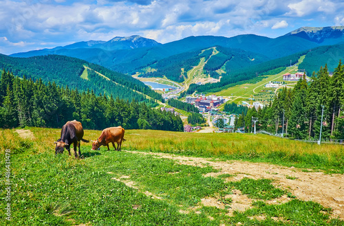 The mountain landscape with cows, Bukovel, Carpathians, Ukraine photo