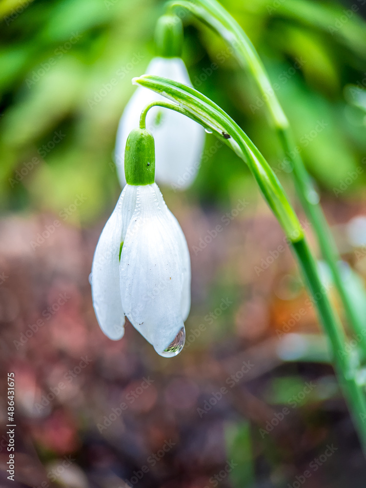 snowdrop flowers in spring