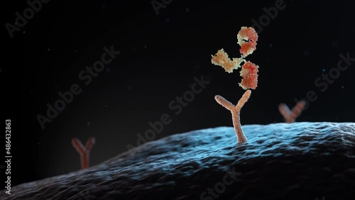 Antibody binding to human cell receptors. 3D animation photo