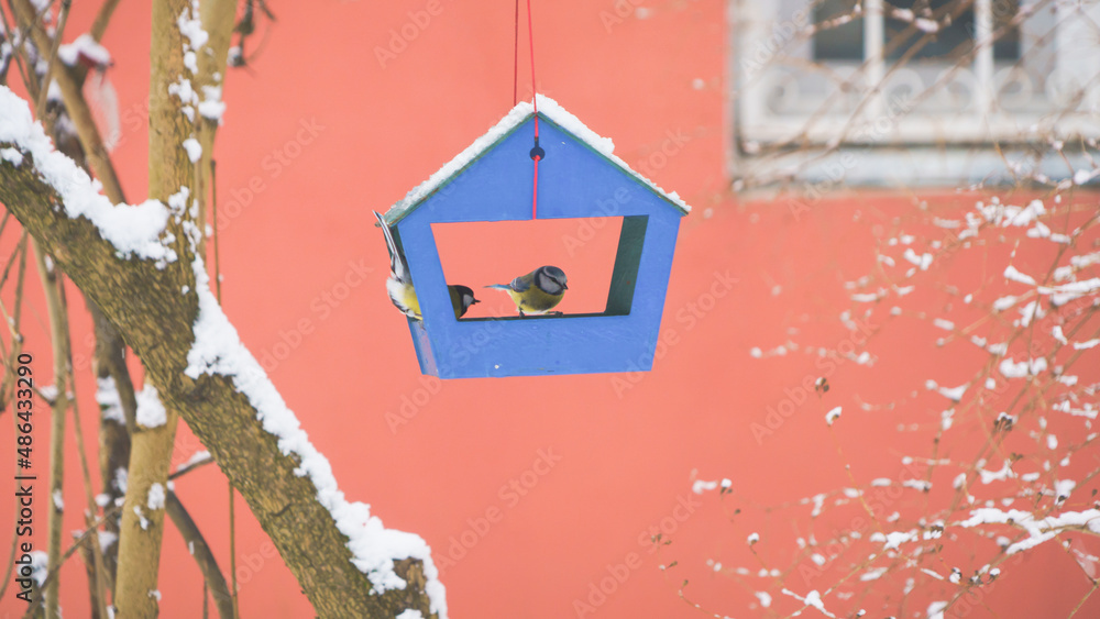 birds in the bird feeder on a cold winter day